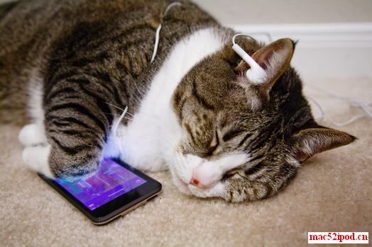 小猫听苹果iPod touch的照片