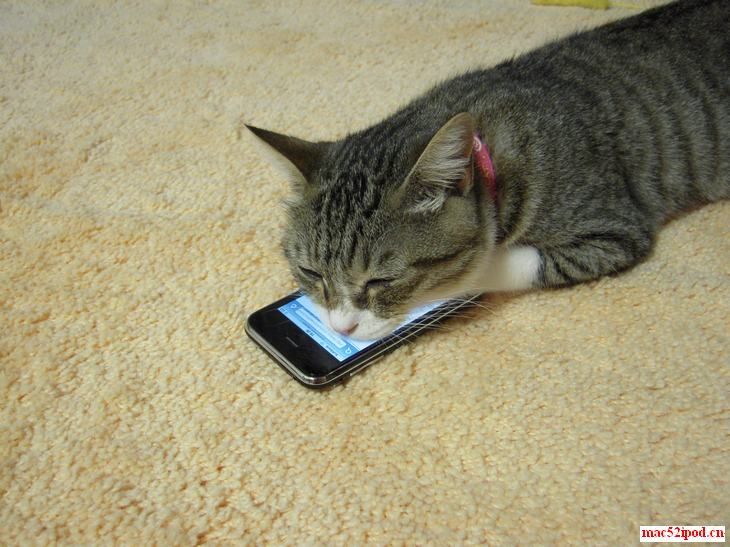 小猫听苹果iPod touch的照片
